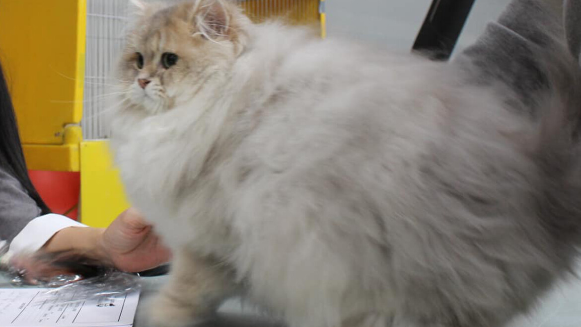 Il British Longhair