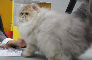 Il British Longhair