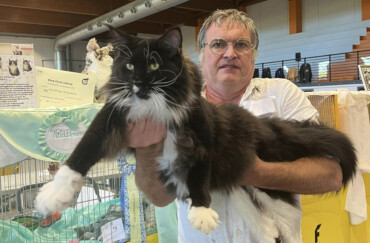 Il Maine Coon