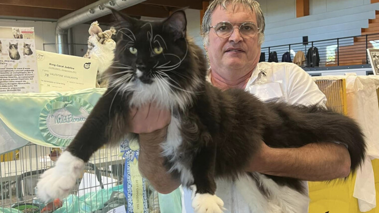 Il Maine Coon