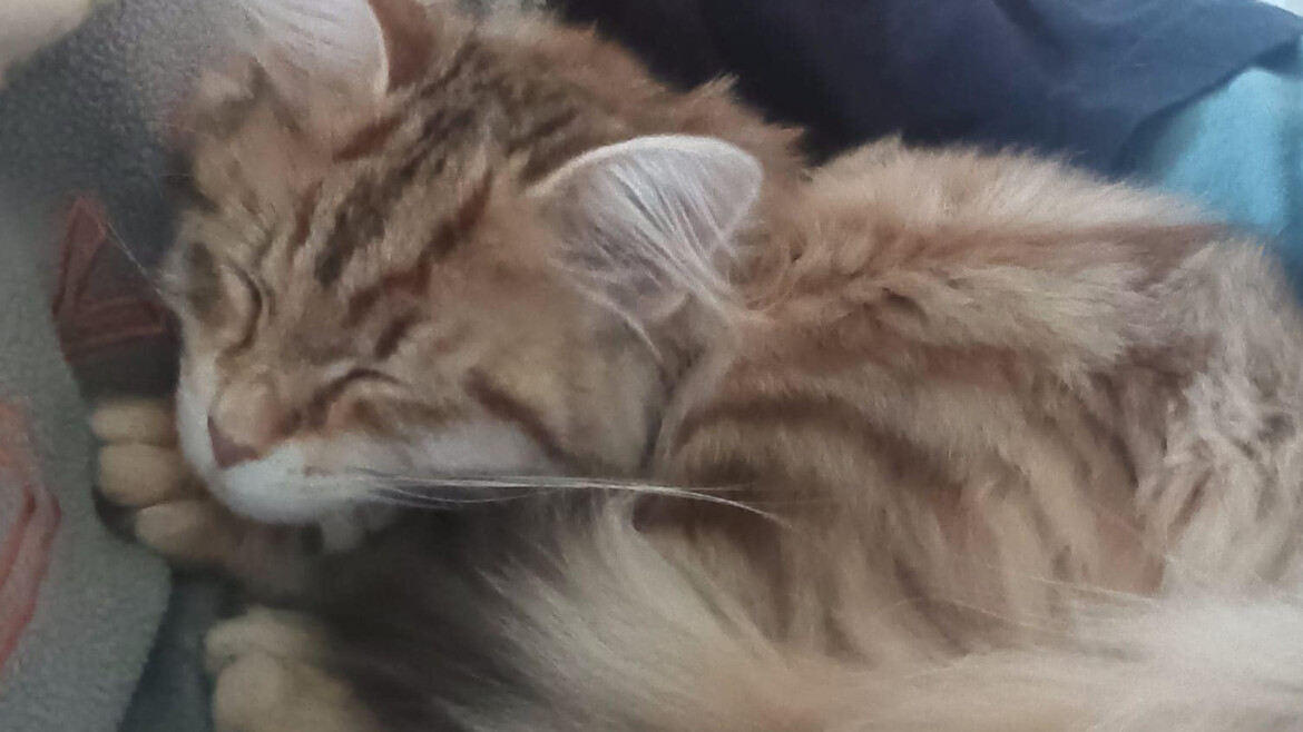 Il Siberiano