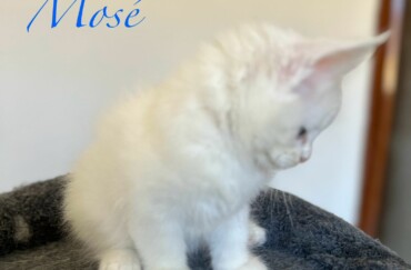 Mosè