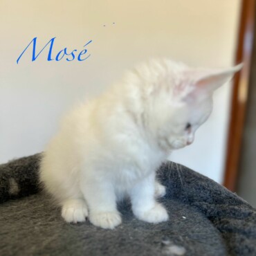 Mosè