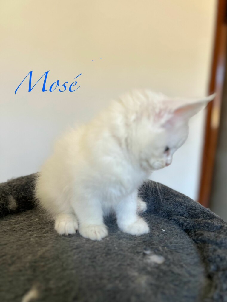 Mosè