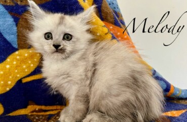Melody