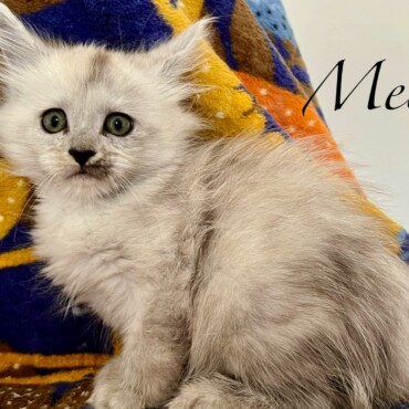 Melody