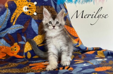 Merilyse