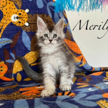 Merilyse