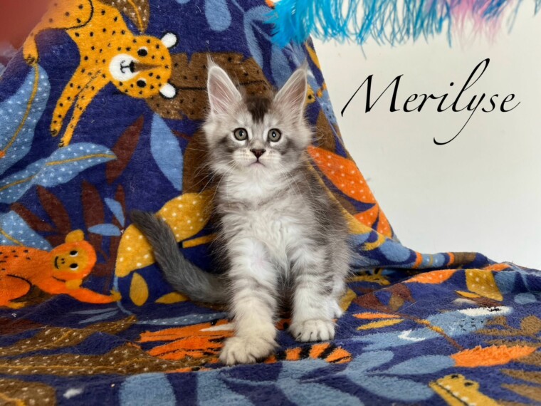 Merilyse